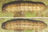 Agrotis exclamationis